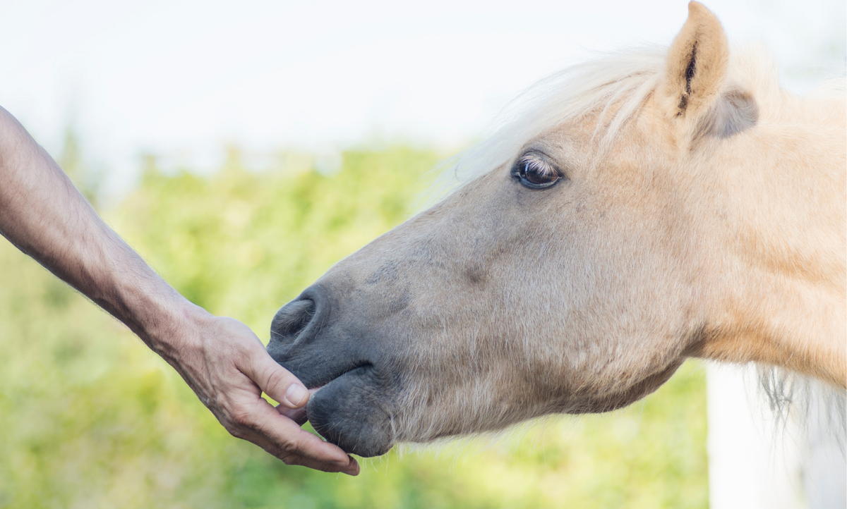 Wie viel Zucker ist gesund für dein Pferd? 