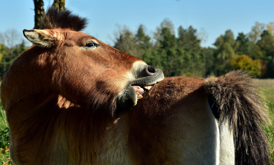 Sommerekzem beim Pferd
