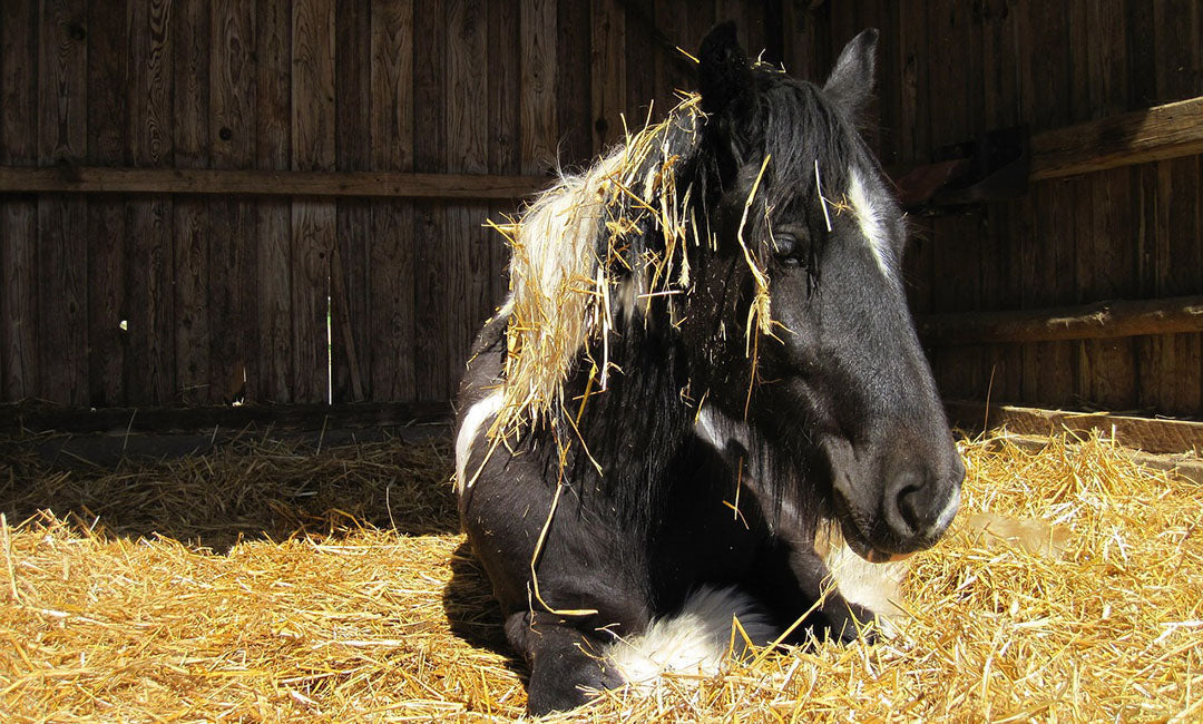 Liegendes Pferd mit Kolik-Anzeichen auf der Einstreu in der Box