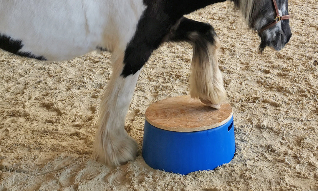 Podest für dein Pferd selber bauen