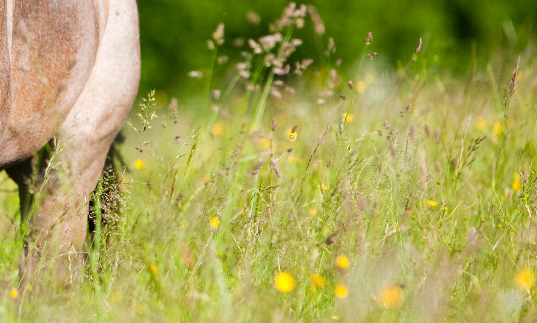 Überbeine beim Pferd und die richtige Fütterung
